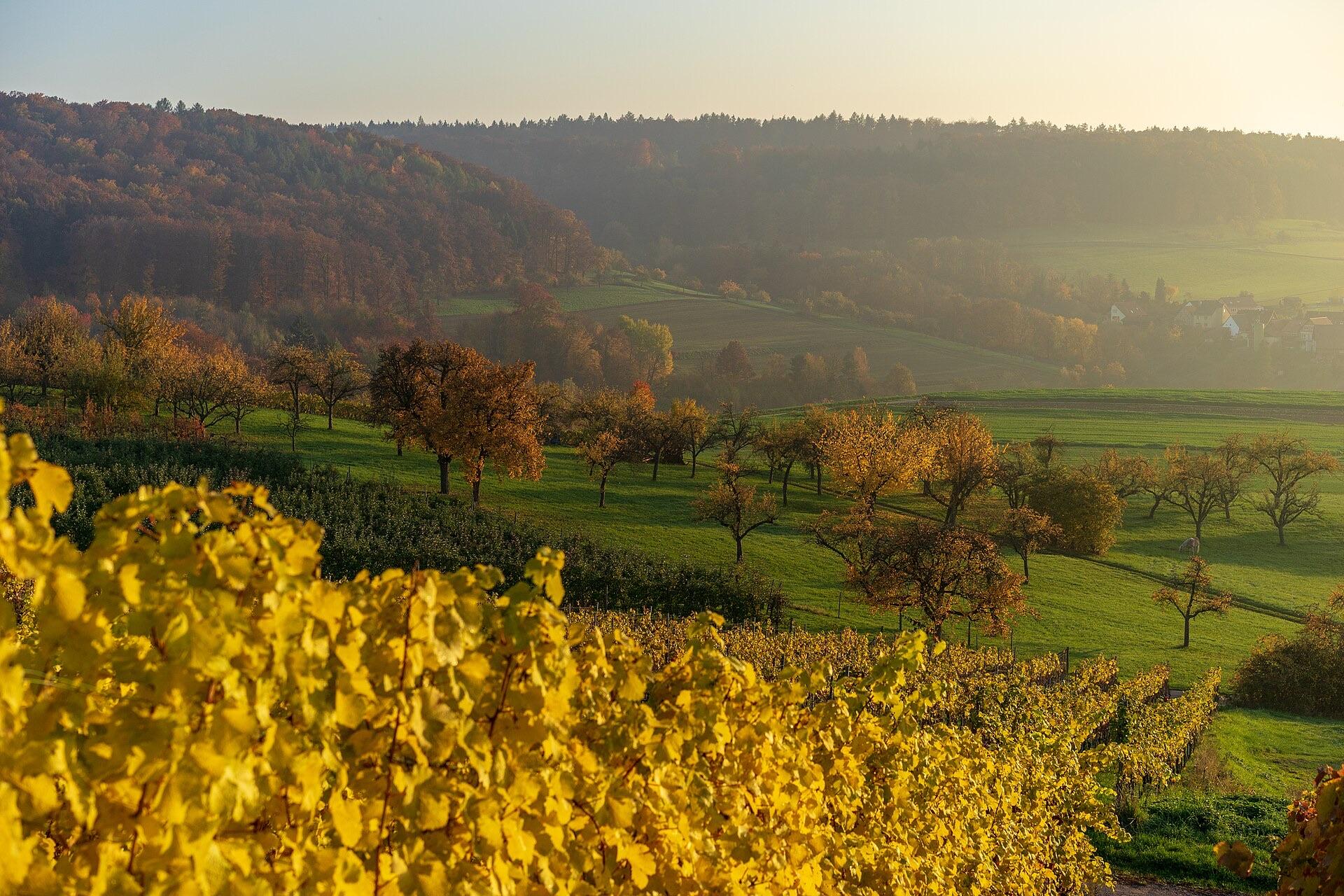 Bildmotiv zu Hofläden im Unterland: regional einkaufen beim Erzeuger