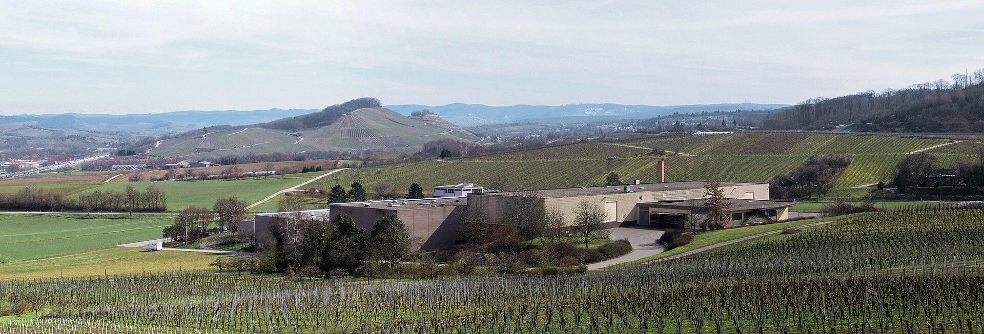 Bildmotiv zu Vinotheken im Unterland: Wein probieren und kaufen ohne Termin
