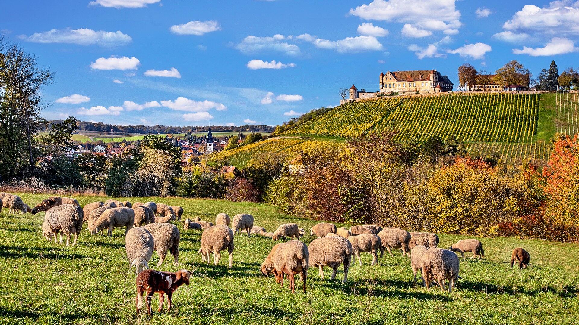 Untergruppenbach, Ausgangsort der West-Tour, mit Burg Stettenfels und Schafen im Vordergrund
